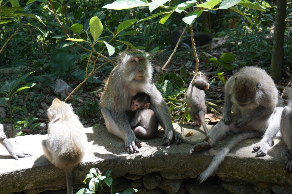 Ubud Kutsal Maymun Ormanı